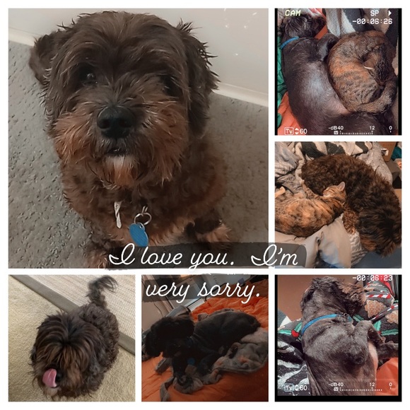 Meet your Posher, Cheyenne - Picture 12 of 15